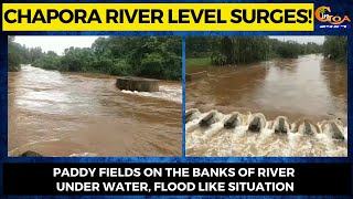 Chapora river level surges! Paddy fields on the banks of river under water, flood like situation