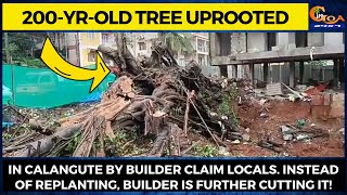 200-year-old tree uprooted by builder. Instead of replanting, builder is further cutting it!
