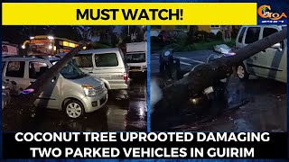 Coconut tree uprooted damaging two parked vehicles in Guirim