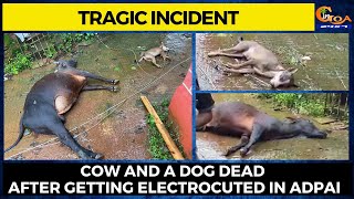 #Tragic- Cow & a dog electrocuted in Adpai-Ponda