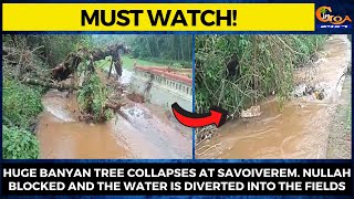 #MustWatch! Huge banyan tree collapses at Savoiverem.