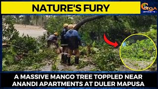 Nature's Fury- A massive mango tree toppled near Anandi Apartments at Duler Mapusa