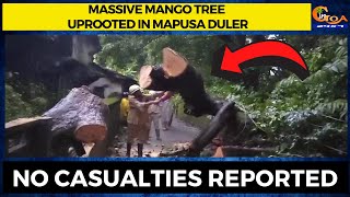 Massive Mango Tree Uprooted in Mapusa Duler. No Casualties Reported