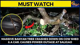 #MustWatch- Massive banyan tree crashes down on cow shed & a car. Causes power outage at Saligao
