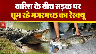 Gujarat के Vadodara में बारिश में सड़क पर घूमता दिखा Crocodile,वन्य विभाग टीम ने किया रेस्क्यू