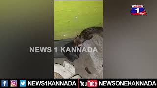 ಕೊಳಕು ಮಂಡಲ ಹಾವನ್ನ ನುಂಗಿದ ನಾಗರಹಾವು..#snake #eating #snake #mysuru #news1kannada #mysuru|  @News1