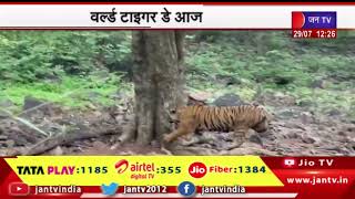 वर्ल्ड टाइगर डे आज, बाघों की घटती संख्या पर चिंता और संरक्षण जरूरी | JAN TV