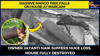 Massive mango tree falls on house at Marcaim. Owner Jayanti Naik suffers huge loss