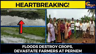 #Heartbreaking! Floods Destroy Crops, Devastate Farmers at Pernem