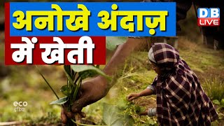 पारंपरिक खेती की ओर लौटते किसान |Farmers in Meghalaya practice traditional agroforestry | #ecoindia