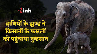 हाथियों के झुण्ड ने किसानों के फसलों को पहुंचाया नुकसान, वन विभाग अलर्ट || #cgnews #chhattisgarh