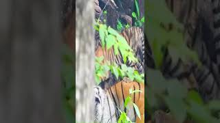 Ranthambore National Park में खुशखबरी ! बाघिन ने दिया 3 शावकों को जन्म #youtubeshorts #tiger #video