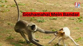 Goshamahal Se Ziyagude Mein Aaya Bandar Aur Machadi Halchal | SACH NEWS |