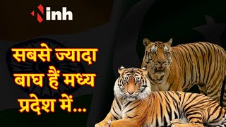 Madhya Pradesh को फिर टाइगर स्टेट का तमगा , कुनबे में बम्पर बढ़ोत्तरी | MP Wildlife Updates |