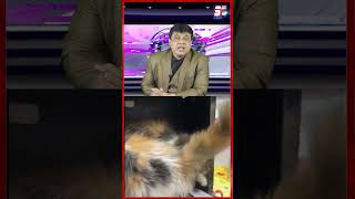 Persian Cat Ki Chori | Caught In CCTV | Khilwat Hyderabad