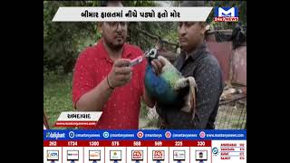 Ahmedabad : સોલા ગામે મોરનું રેસ્ક્યુ કરાયું | MantavyaNews