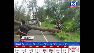 Chotaudepur વૃક્ષ થયું ધરાશાયી | MantavyaNews