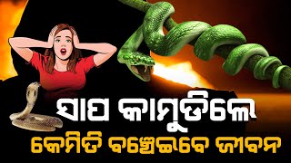 Snake bite // ସାପ କାମୁଡ଼ିଲେ କେମିତି ବଞ୍ଚେଇବେ ଜୀବନ..... / Headlines Odisha Tv