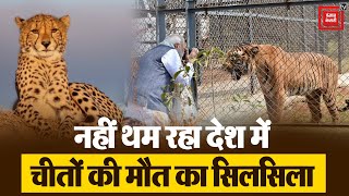 Modi सरकार के Tiger Project को लगा बड़ा झटका, Kuno National Park में एक और मादा Cheetah की हुई मौत