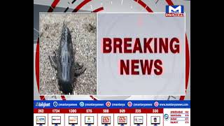 Surat :પલસાણાના મીંઢોળામાં જોવા મળી 4 આંખ વાળી માછલી | MantavyaNews