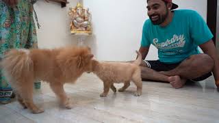 Finally Bought World’s Cutest Puppy ???? - Ghar aaya nya mehman ????????