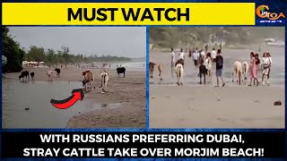 #MustWatch- With Russians preferring Dubai, Stray cattle take over Morjim beach!