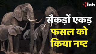 Balrampur Elephant News: 40 हाथियों का दल पहुंचा बलरामपुर | 40 एकड़ में लगे फसल को किया नष्ट