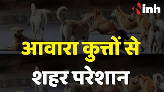 Raipur Dog Bite: आवारा कुत्तों से शहर परेशान | महीनेभर में डॉग बाइट के 5 सौ केस आए सामने
