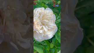 Mos tExpensive Flower: दुनिया में एक ऐसा फूल भी है, जिसकी कीमत अरबों में है? Juliet Rose