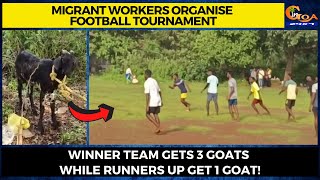 Migrant workers organise football tournament. Winner team gets 3 goats while runners up get 1 goat!