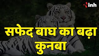 Maitri Bagh White Tiger: सफेद बाघ का बढ़ा कुनबा | सुल्तान के घर नन्हे मेहमानों का धमाल