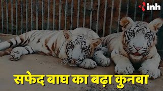 Maitri Bagh Zoo News: White Tiger का कुनबा बढ़ा, बाघिन ने तीन शावकों को दिया जन्म | Chhattisgarh News