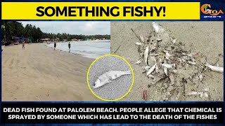 Something #Fishy! Dead fish found at Palolem beach.
