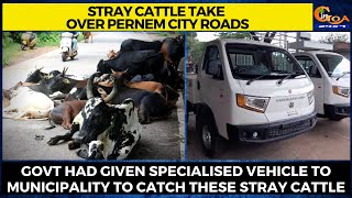 Stray cattle take over Pernem city roads. Govt had given specialised vehicle to catch stray cattle