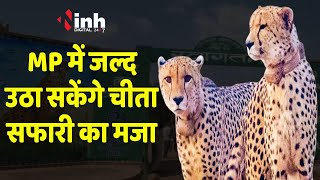 Cheetah Safari In MP: सेसईपुरा में बनेगी देश की पहली चीता सफारी, पर्यटकों को होंगे चीतों के दीदार