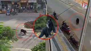 bear which created panic in Karimnagar town from last night Finally successfully caught @SachNews