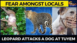 #Fear amongst locals, Leopard attacks a dog at Tuyem