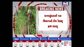 Amreli : બાઢડા ગામે ખેડૂતના ખુલ્લા કૂવામાં દીપડો પડ્યો| MantavyaNews