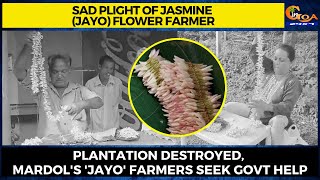 #Sadplight of Jasmine flower farmer. Plantation destroyed, Mardol's 'jayo' farmers seek govt help