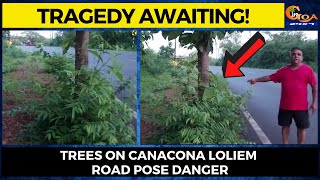 #Tragedy Awaiting! Trees on Canacona Loliem road pose danger