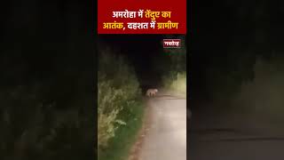 Amroha में तेंदुए का आतंक, दहशत में ग्रामीण | #UttarPradesh #leopard #leopardvideo #shorts