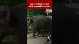 Haridwar में सड़क पर हाथी घूमते आये नजर | Viral Video