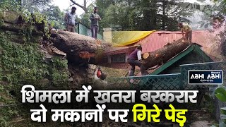 Trees Fell | Bemloi | Shimla |