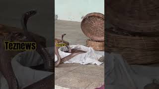 नागपंचमी पर सपेरों से आज़ाद किए गए सांप, खंडवा वन विभाग कारवाई। khandwa Snake Video