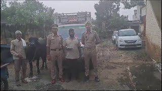 मीरापुर में पशु चोरो को ग्रामीणो ने दबोचा, एक खालापार का