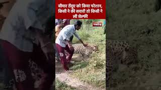 बीमार तेंदुए को लोगों ने किया परेशान | #viral #mp #leopard #shortsvideo
