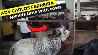 Adv Carlos Ferreira spends time with cows.