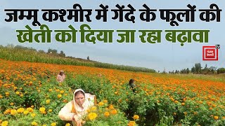 बदलता Jammu Kashmir, डोडा में गेंदे के फूलों की खेती को दिया जा रहा बढ़ावा | Marigold