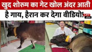 Raipur : पिछले 7 साल से चल रहा है सिलसिला:Pandari के Showroom में गाय रोज बैठती है मालिक के साथ