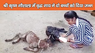 श्री कृष्ण गौशाला में वृद्ध गाय ने दो बच्चों को दिया जन्म
